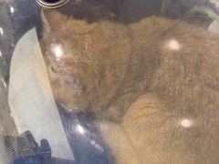 -瑞派康怡24h宠物医院·犬猫医疗中心·微创绝育(瑞景分院)