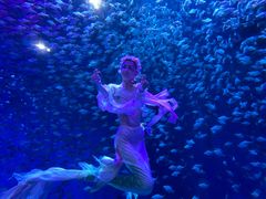 -合肥海洋世界