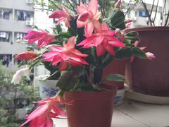 -金科花卉市场