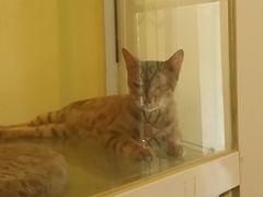 -猫色咖啡·猫咖