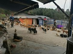 -成都爱之家动物救助中心