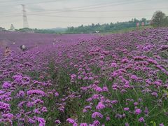-紫颐香薰山谷景区