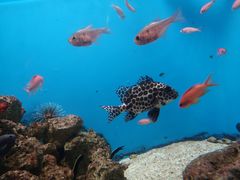-鹿儿岛水族馆