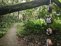 -广州市帽峰山景区