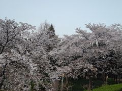 -嘉定紫藤园