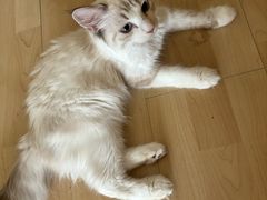 -中农国际动物医院24小时·猫科·骨科·急重症中心