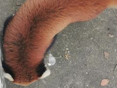 -合肥野生动物园