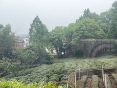 -野蔓果·山野菜(西湖景区·龙井茶田店)