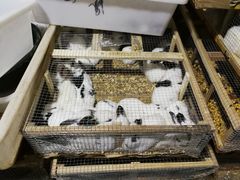 -中环花鸟鱼虫市场