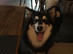 -百好乐宠物友好餐厅(朝外大街店)