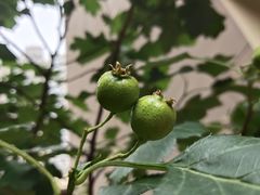 -南京市芳草园小学(凤凰校区)