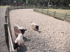 -前小桔亲子创意农场·草莓采摘·露营烧烤