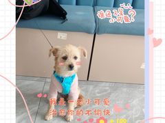 -德元·美联众合24小时动物医院(总院)