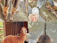 -佛冈森波拉度假区