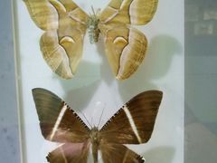 -上海昆虫博物馆