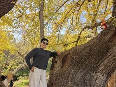 -千年银杏谷文化旅游区