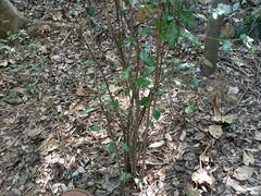 -上海佘山国家森林公园天马山园