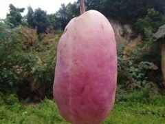 -黑河国家森林公园