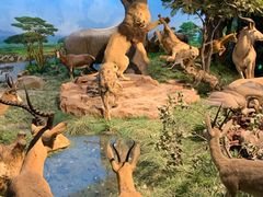 -国家自然博物馆