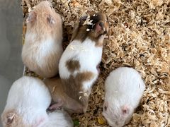 -怪兽屋·羊驼·猫咖·狗咖(俊华广场店)