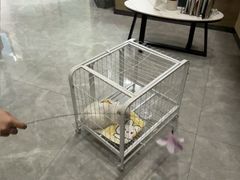 -半岛宠物医院24小时·内窥镜·牙科·碎石中心(府城大道店)