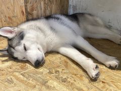 -Husky Go! 哈士奇体验馆·宠物咖啡厅狗咖