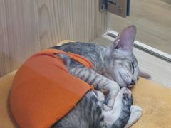 -屋虎猫馆(宝安大仟里店)
