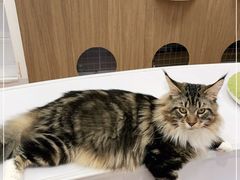 -COLOR PETS 撸猫馆·购猫·猫咖(长风大悦城店)