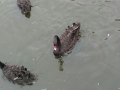 景点黑天鹅-长白岛森林公园