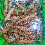 【广海🦐海鲜】