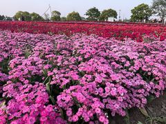 -荷兰花海