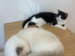 -有喵·猫咖·狗咖·30几只猫10只小狗(岗厦店)