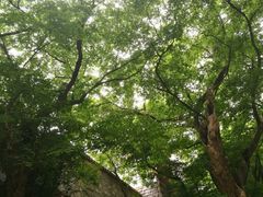 -皇藏峪国家森林公园