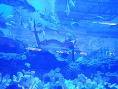 -迪拜水族馆及水下动物园