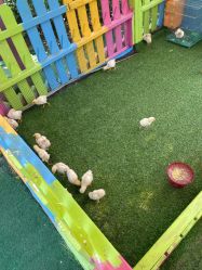 -萌宠亲子动物乐园(槐房万达店)