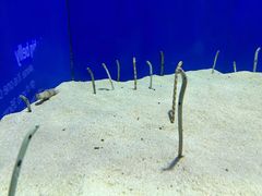 -上海海洋水族馆