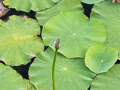 -羊亭河湿地公园