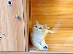 -猫十亿·布偶金渐层·曼基康矮脚猫舍(青年路店)
