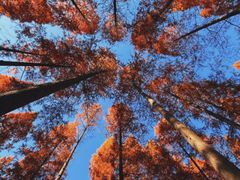 -黄海国家森林公园