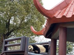 -杭州野生动物世界