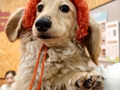 -和它·交个朋友·狗咖猫咖(爱琴海店)