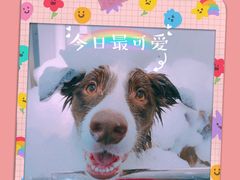 -PETKIT小佩宠物(古北店)