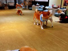 -逗柴咖啡屋·狗咖猫咖宠物桌游