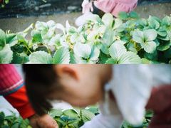 -小鱼草莓采摘园农家乐·小鱼餐厅