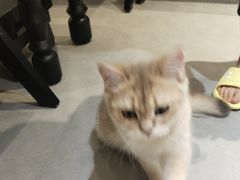 -琪喵猫屋·撸猫猫咖·猫舍