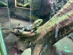 -广州长隆飞鸟乐园