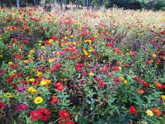 -永定河休闲森林公园