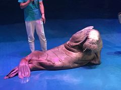 -烟台海昌鲸鲨海洋公园