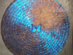 -上海昆虫博物馆