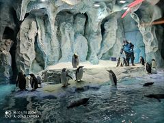 -帝企鹅自助餐厅•儿童岛•真企鹅(长隆企鹅酒店)